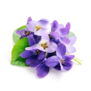 Violette
