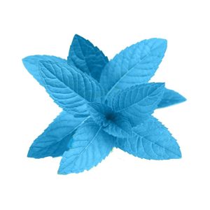 Menthe polaire